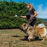 2022-06 - Club d'éducation canine de Vaugneray - 161 - Catherine et Soyoo (eurasier, race issue du chow chow et du spitz loup)
